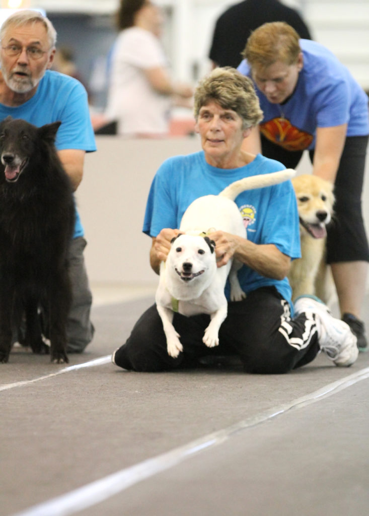 Flyball offers fast-paced competition, with the family dog part of team ...